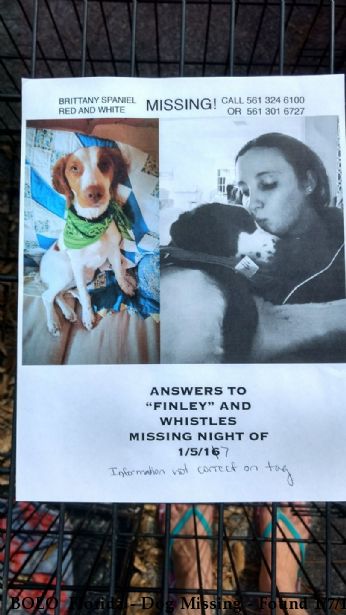 BOLO  Florida - Dog Missing - Found 1/7/17 Near Loxahatchee, , 33470